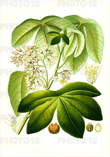 Medicinal plant