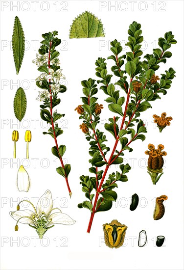 Medicinal plant