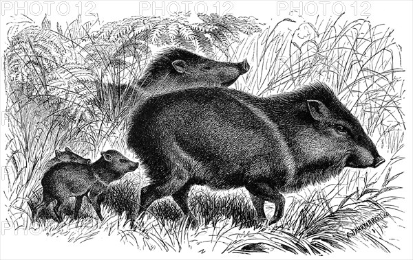 White-lipped peccary