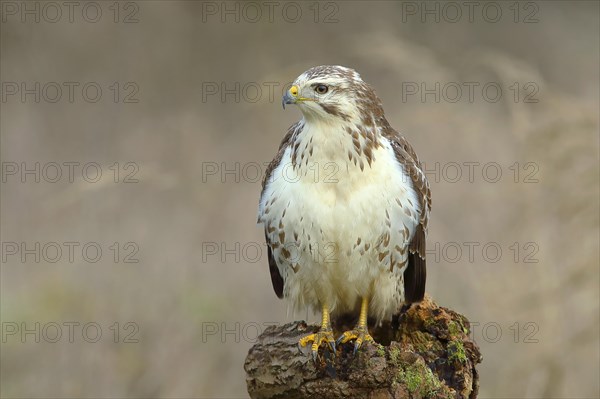 Common steppe buzzard