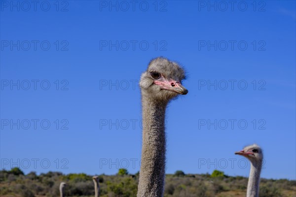 Bird Ostrich