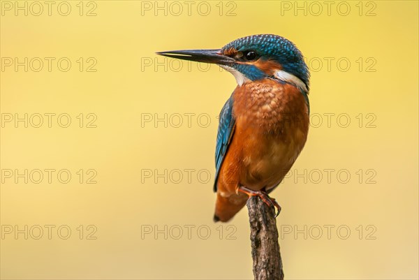 Kingfisher