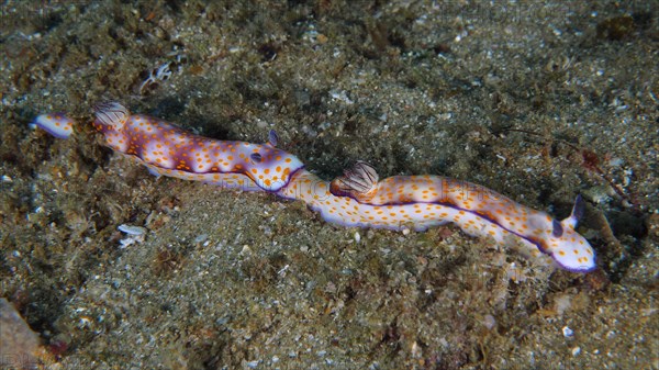 Pair of magnificent star snail