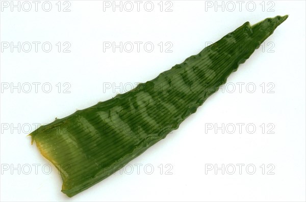 Single leaf of aloe vera