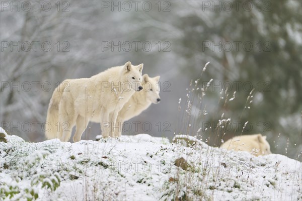 Arctic wolf