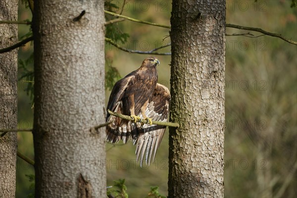 Golden eagle