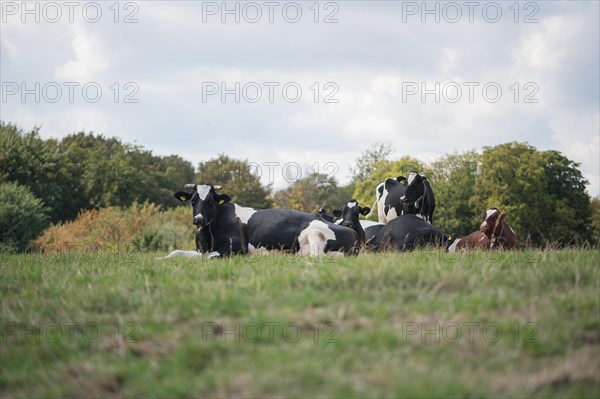 Domestic cattle