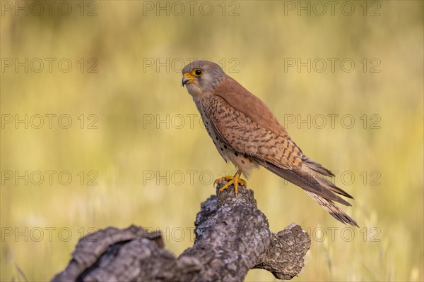 Lesser kestrel