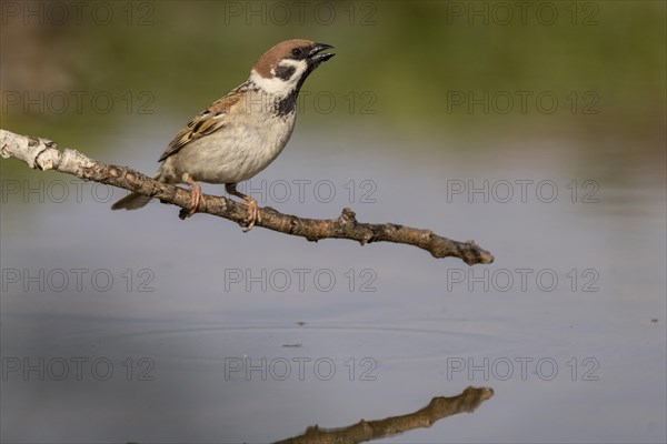 Eurasian tree sparrow