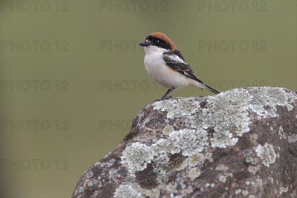 Woodchat Shrike