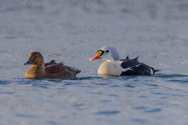 King Eider