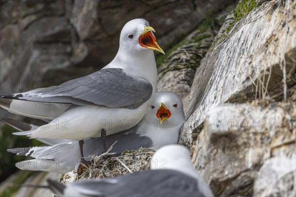 Kittiwakes