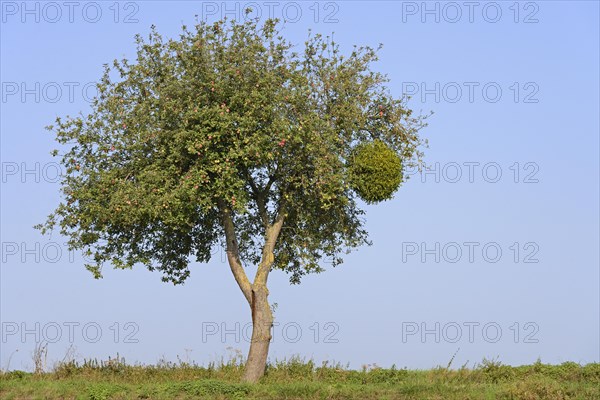 Apple tree