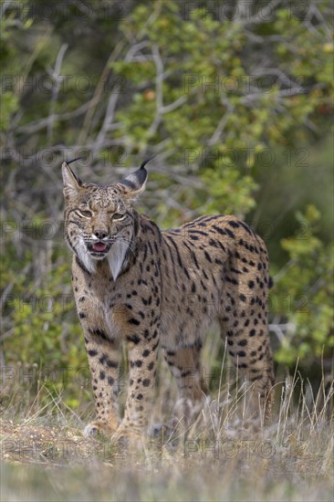 Iberian lynx