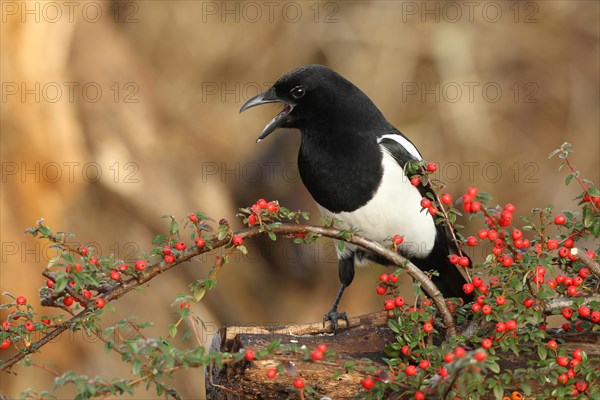 European magpie