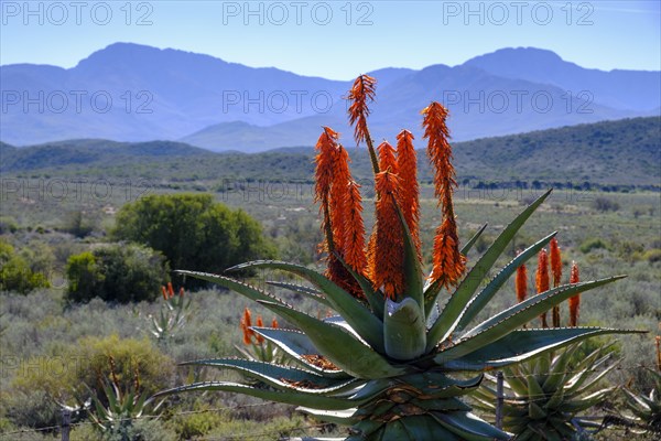 Cape aloe