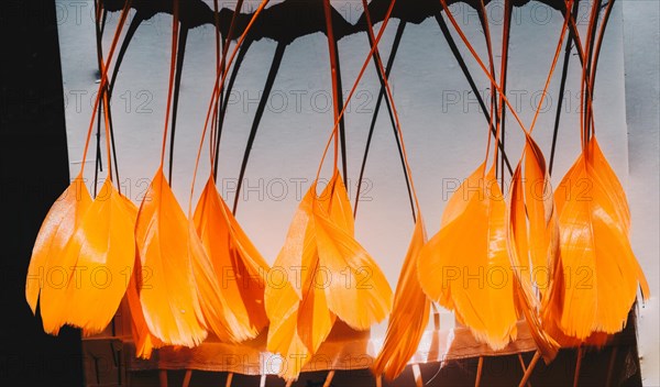 Collection of colored decorative feathers placed on white background