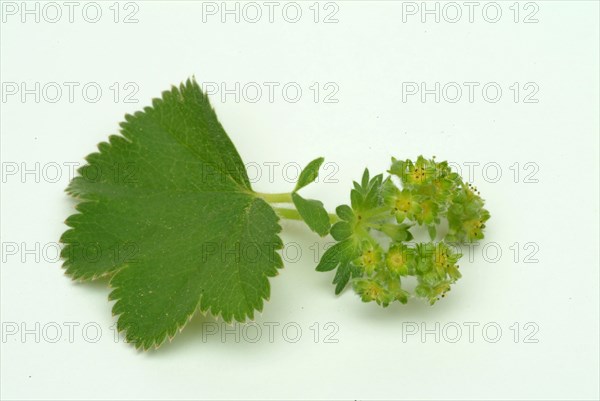 Medicinal plant lady's mantle