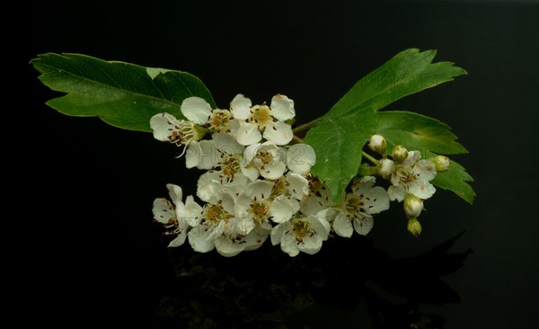 Medicinal plant hawthorn