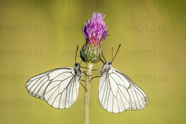 Two black-coloured black-veined white