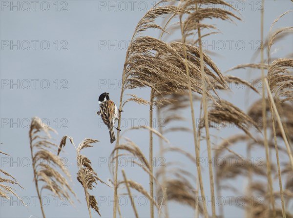 Reed Bunting