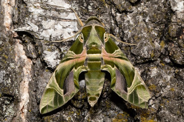 Oleander moth moth with closed wings hanging on tree trunk from behind