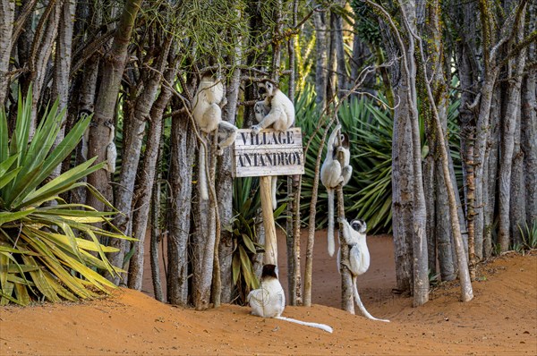 Leaping verreauxi lemur