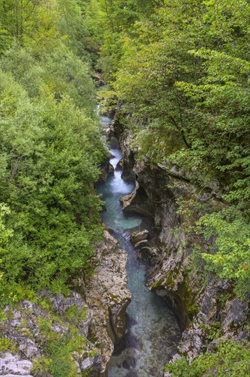 Narrows of the river at the Velika korita Soce