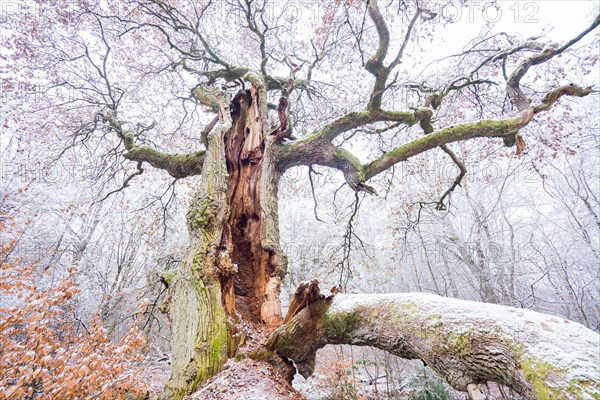 Snow-covered old english oak