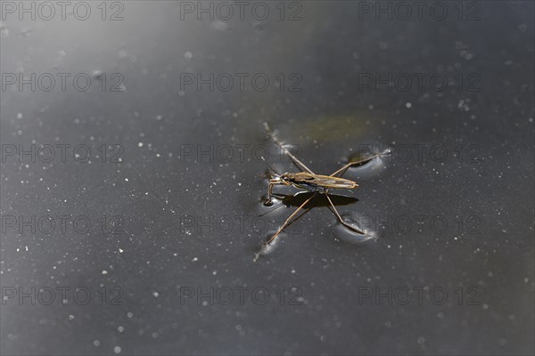 Common pond skater