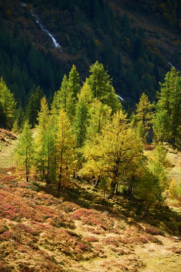 European larch