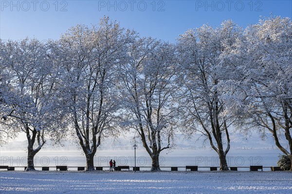 View of Lake Constance from the snow-covered Mettnaupark