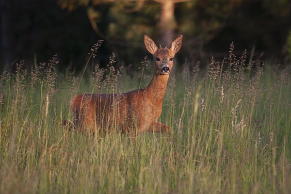 Roe deer