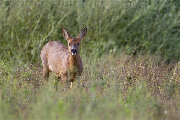 Roe deer