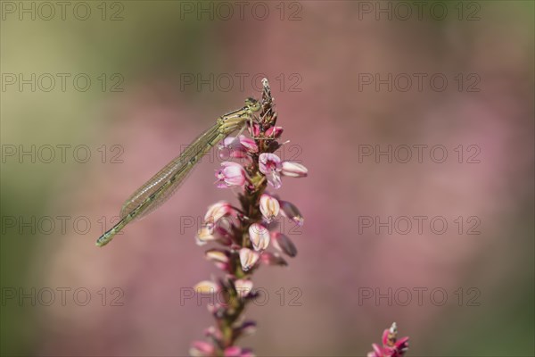 Common blue damselfly