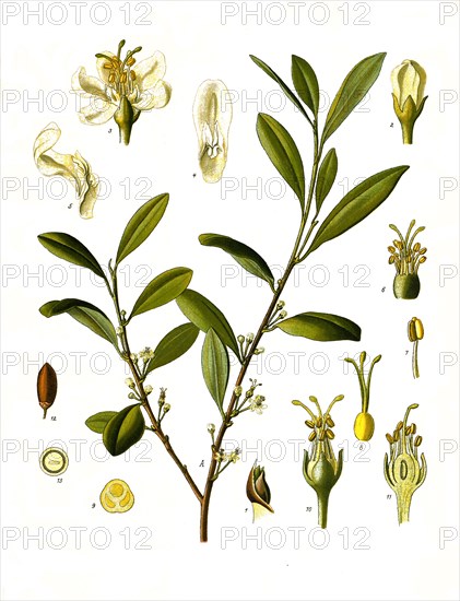 Medicinal plant