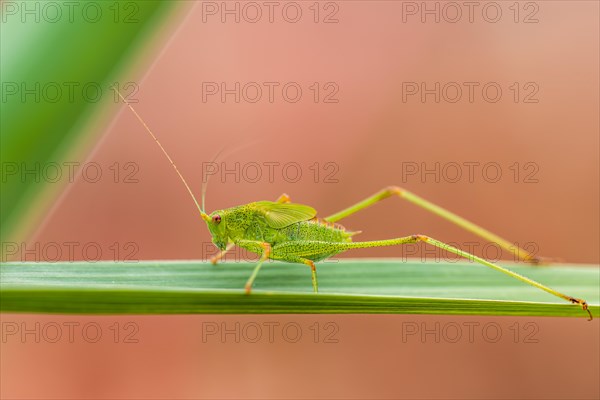 Speckled Bush-cricket