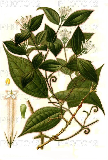 Medicinal plant