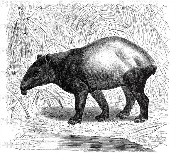 Malayan tapir