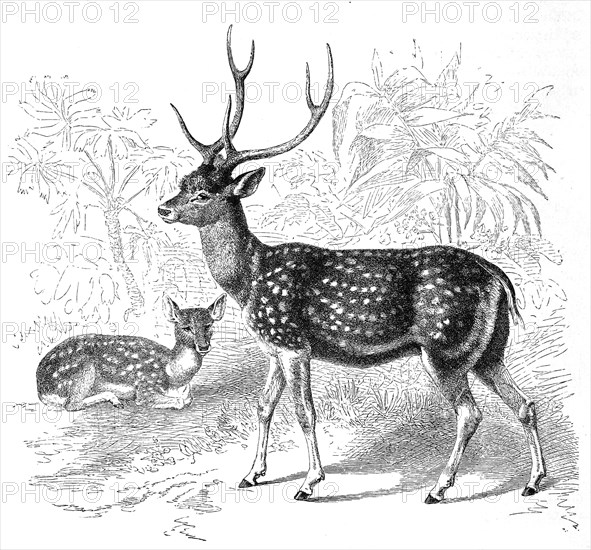 Chital