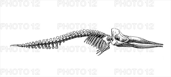 Skeleton of the sperm whale