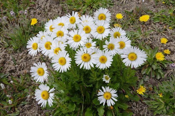 Alpine Daisy