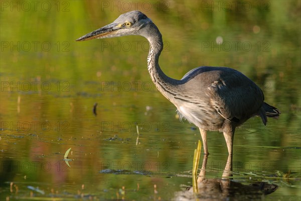 Grey heron