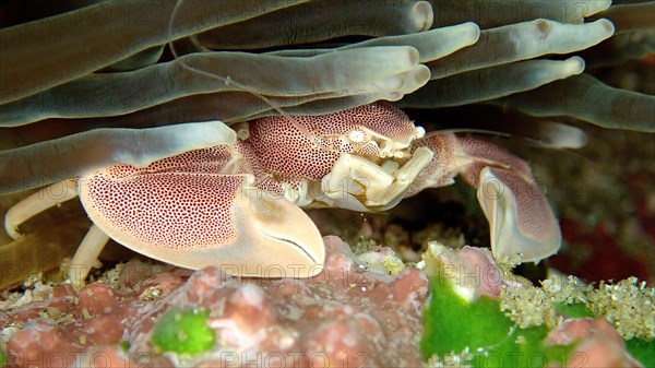 Spotted Porcelain Crab