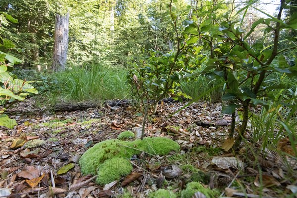 Young trees next to deadwood