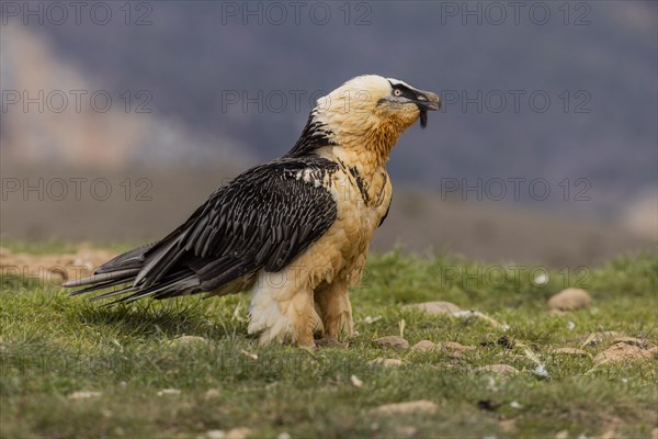 Bearded vulture