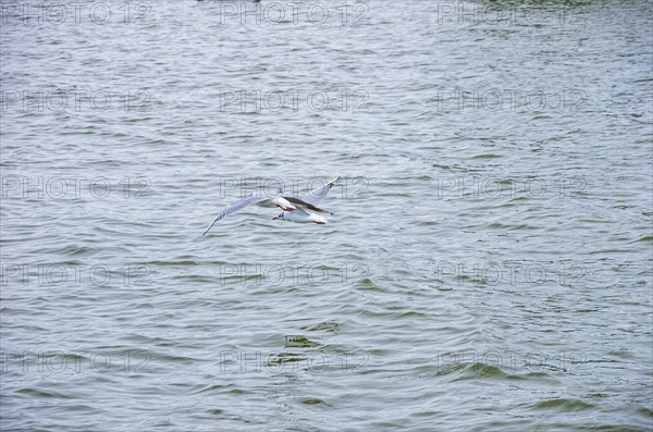 Seagulls flying close above the surface of the Zierker See lake in Neustrelitz