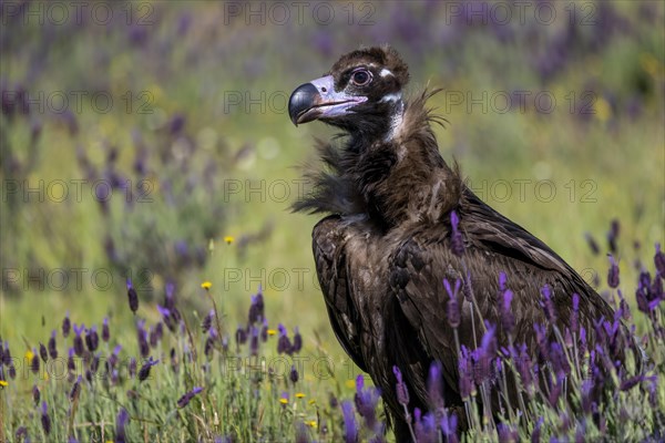 Cinereous vulture