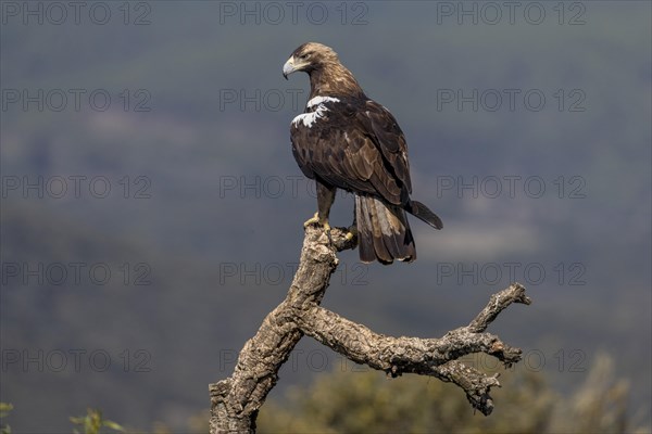 Spanish Imperial Eagle