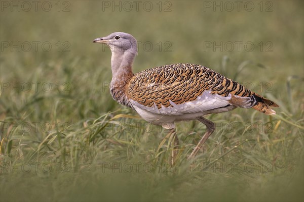 Great bustard